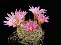 Mammillaria longiflora