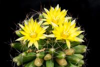 Mammillaria longimamma-adult