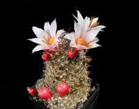 Mammillaria louisae