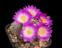 Mammillaria luethyi