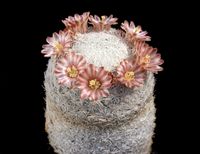 Mammillaria magallanii SB 143