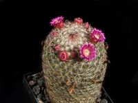 Mammillaria matudae