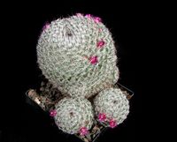 Mammillaria meissneri