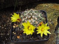 Mammillaria melaleuca