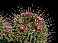 Mammillaria melanocentra