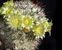 Mammillaria microhelia