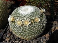 Mammillaria microthele