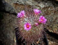 Mammillaria moelleriana