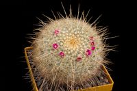 Mammillaria muehlenpfordtii