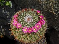 Mammillaria mystax