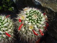 Mammillaria nejapensis