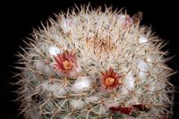 Mammillaria parkinsonii SB 315