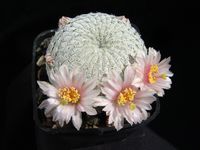 Mammillaria pectinifera