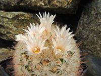 Mammillaria pennispinosa MG 829