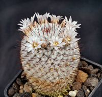 Mammillaria perezdelarosae v andersonii