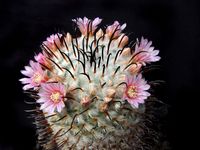 Mammillaria perezdelarosae