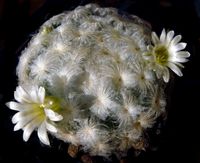 Mammillaria plumosa