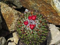 Mammillaria polythele ssp polythele