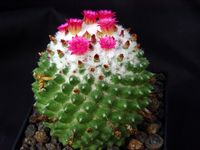 Mammillaria polythele v nudum