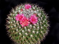 Mammillaria polythele