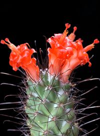 Mammillaria poselgeri