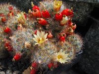 Mammillaria prolifera