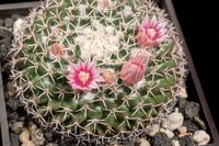 Mammillaria pseudocrucigera CH 283