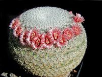 Mammillaria pseudoperbella