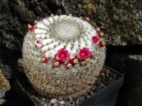 Mammillaria reppenhagenii