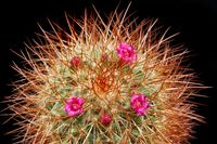 Mammillaria rhodantha