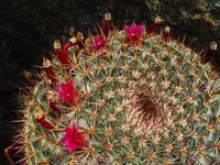 Mammillaria rubrogrande