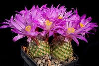 Mammillaria saboae ssp goldii MZ766