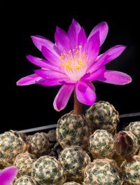 Mammillaria saboae ssp haudeana