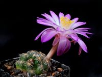 Mammillaria saboae subsp roczekii 