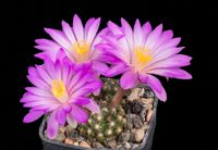 Mammillaria saboae subsp roczekii