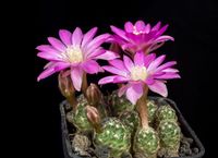 Mammillaria saboae