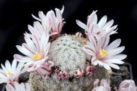 Mammillaria sanchez-mejoradae