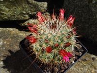 Mammillaria sanjuanensis