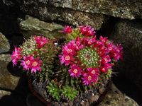 Mammillaria sartorii