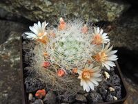 Mammillaria scheinvariana