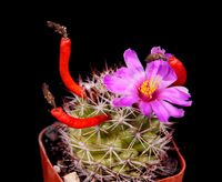 Mammillaria schumannii v globosa