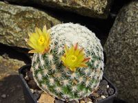 Mammillaria solisioides