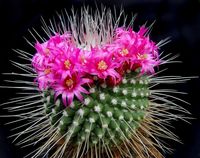 Mammillaria spinosissima var un pico