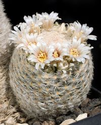 Mammillaria stella-de-tacubaya