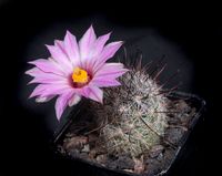 Mammillaria tetrancistra