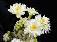 Mammillaria theresae v albiflorus