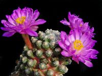 Mammillaria theresae