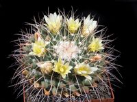 Mammillaria winterae 1