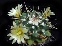 Mammillaria winterae