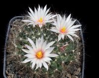 Mammillaria zephyranthoides